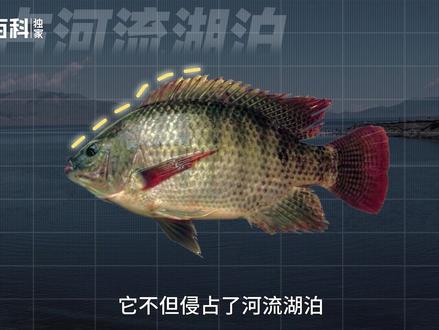 全球级入侵动物---罗非鱼
