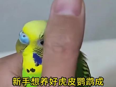 新手怎么养好虎皮鹦鹉 #萌宠鹦鹉 #训鸟 #鹦鹉 #虎皮鹦鹉 #手养鹦鹉