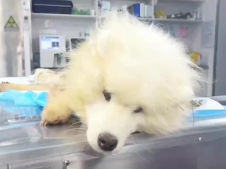 几个月的时间6斤重的纸片萨摩耶脱胎换骨,涅槃重生