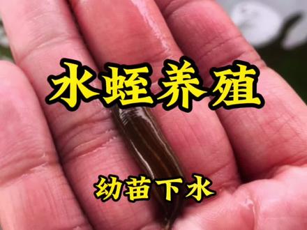 最近比较忙,补发一下,欢迎指导纠正。#水蛭蚂蟥养殖 #水蛭养殖技术 #你养殖我回收 #提供养殖技术 #农村创业养殖 @DOU+小助手