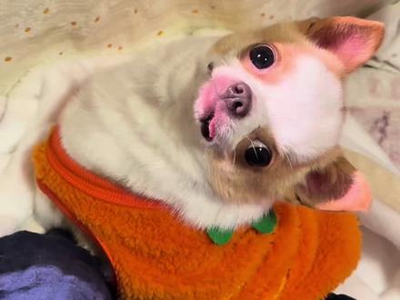 周末好啊姨姨们~ #宠物 #萌宠 #家有毛孩子 #毛孩子日常 #宠物知识