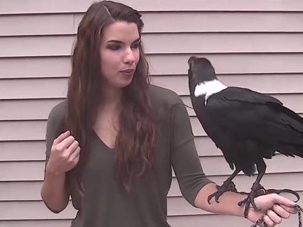 乌鸦也会学人说话了?乌鸦这么聪明,为什么没有人饲养?