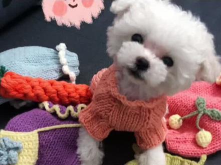 做一个起针教学,根据自己狗狗头围起针就好#手工毛线编织 #宠物毛衣 @抖音小助手