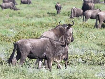小角马被鬣狗捕获,危急时刻天降神兵,一位家族成员赶走了鬣狗