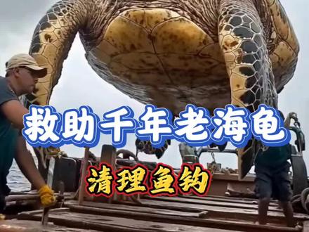 好心小哥救助一只千岁老海龟! #万物皆有灵 #神奇动物在抖音 #救助海洋动物 #动物救助 #海龟