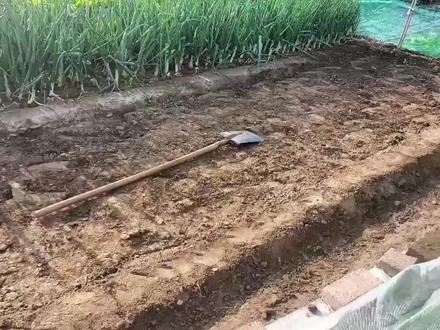 移栽种植大葱技术#移栽大葱全过程