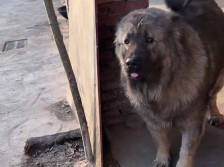 阿肥冲小丁龇牙 小丁去教育 黑豹护主心切 3次翻越护栏进去辅助 院里院外叫成一片 护栏外面的是黑妞不是黑刺#豫西小丁#黑豹#阿肥