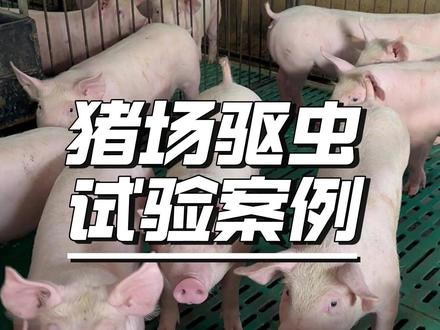 猪场安全有效驱虫 #养殖小知识 #猪驱虫 #猪驱虫