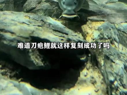 难道刀哥就这样复刻成功了吗?#刀疤鲤 #刀哥 #小鲤鱼