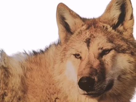 购买重返狼群正版原著教程 #重返狼群 #李微漪 感谢大家的支持