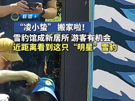 “凌小蛰” 搬家啦!雪豹馆成新居所 游客有机会近距离看到这只“明星”雪豹#青海 #雪豹“凌小蛰”