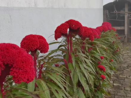 家常小炒之清炒百合,略带苦味的百合吃起来感觉不错,很是开胃哈