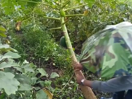 木瓜树这样给它来几刀,不仅结果多而且大,矮化后还方便采摘管理 #家庭种植 #三农 #新农人计划2023