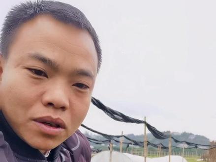 #金牌苗木人 #抖音小助手 @DOU+小助手