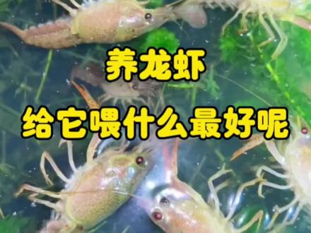 #水产养殖 #鱼虾蟹养殖 #小龙虾养殖 #高密度养殖 #养虾人 @DOU+小助手