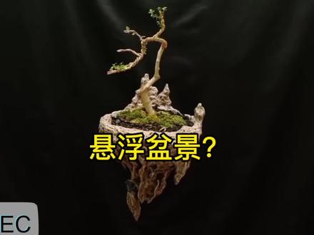 悬浮盆景?是不是很神奇,手把手保姆级教程奉献给大家。#盆景制作 #制作过程 #盆景艺术