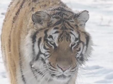 老虎会爬树吗?#尔滨这赛季依然强的可怕