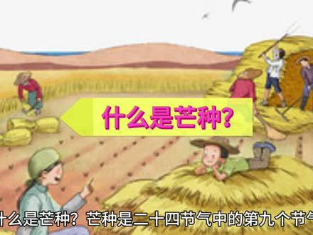 二十四节气~芒种#科普