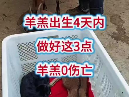 羊羔出生4天内,做好这3点,羊羔0伤亡#养羊 #养羊人 #农村养羊 #小羊羔 #牛羊养殖