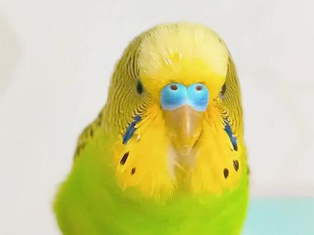 你的小鹦鹉也能当“社交达人”!看这只虎皮鹦鹉,清晰说出“你好”“早上好”“恭喜发财”,可爱暴击!#鹦鹉学说话#虎皮鹦鹉学说话#鹦鹉说你好#真实生活分享计划#抖音玩法达人中心