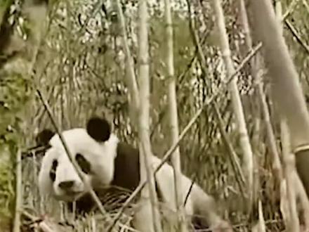每天多一点了解熊猫故事,大熊猫翔翔奶爸心中的意难平