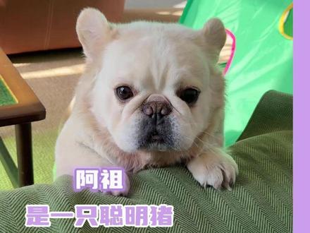 在网上说说算了,现实中谁不想急头白脸猛摸一把阿祖 #狗 #长毛法斗 #聪明 #宠物 (Cr:@90后养狗人(祖爸) )