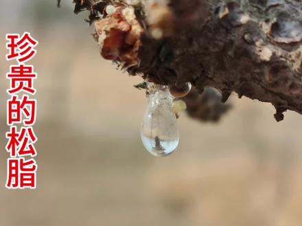 松脂又名生松香,为松树分泌的树脂,价值大#松脂 #三农 #大自然的馈赠 #植物科普 #园林植保