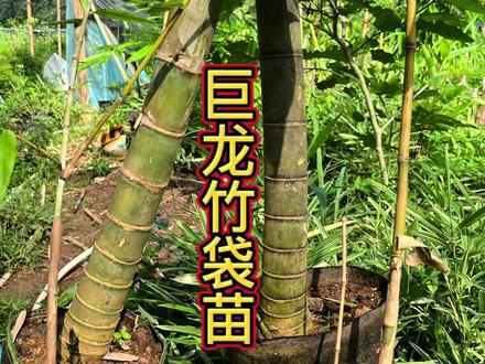 巨龙竹苗上袋种植 为了保证根系完整,提高成活率,减少售后问题,慢慢的#巨龙竹 土球苗就要减少了,这几种规格大家觉得如何