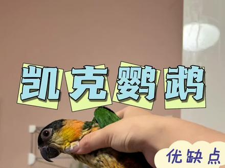 凯克鹦鹉优缺点盘点 #凯克鹦鹉 #合法饲养