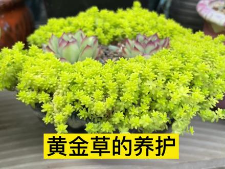 黄金草养了一年,总结了四点养护经验,我觉得第四点尤为重要
