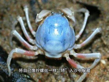 短指和尚蟹#神奇动物在抖音 #科普知识
#奇妙的动物 @DOU+小助手 @夕颜
