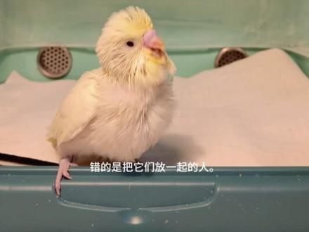为什么猫和鸟必须二选一
#鹦鹉 #虎皮鹦鹉#猫鸟混养 #鹦鹉饲养知识#鹦鹉鹦鹉萌萌哒逗鹦鹉