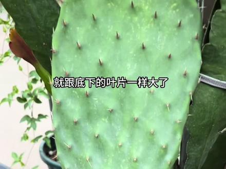 仙人掌,米邦塔如何种#家庭种植 #绿植花卉
