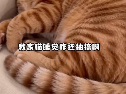 小猫睡觉总是忽然抽搐 原来还有这么可爱的原因啊~ #中华田园猫 #科普 #抽搐 #小猫 #睡觉