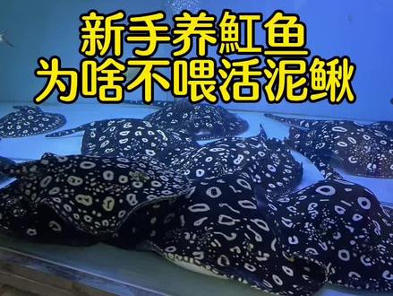 新手养魟鱼第十集:为啥不喂活泥鳅?#魟鱼 #魟鱼繁殖 #白子火焰魟鱼 #皇冠黑白魟鱼 #支持全国发货 欢迎大家来投票,让我们看看有多少人喂活泥鳅的!😂😂