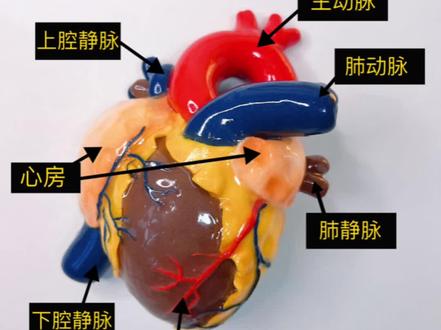心脏外形结构模型diy教程 心脏外形结构模型教程来喽,生物作业有着落了,快叫小伙伴一起来diy吧#心脏结构 #生物作业 #粘土 #粘土教程#手工diy