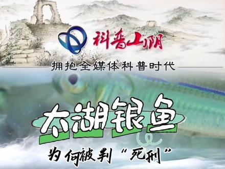 太湖的“致富经”银鱼,曾造福21个省,为何如今被判“死刑”#养殖 #银鱼 #太湖 #科普