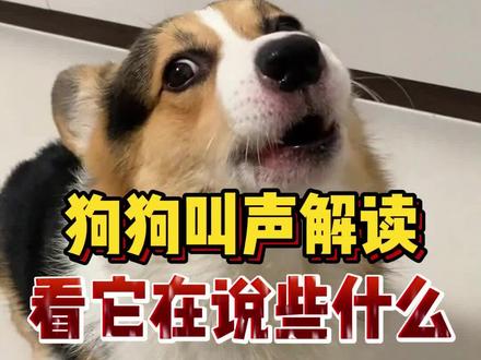 狗狗叫声解读! #新手养狗 #萌宠出道计划 #狗狗 #养狗经验分享 #养狗人
