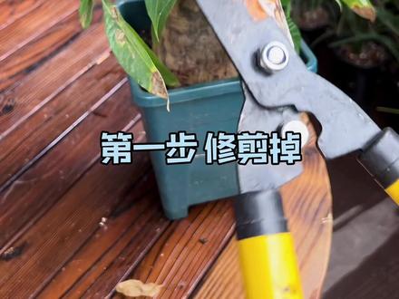 发财树枝叶枯黄也别扔,2步就能救活#发财树 #养花小知识 #花卉绿植