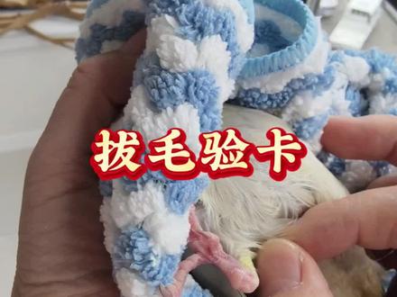 怎么给玄凤拔毛验卡?给鹦鹉验卡自创口诀~
一毛巾
两个人
三要快
四根毛
温馨提醒:手尽量掐住羽毛根部再用力拔毛,这样更容易拔出羽管,也能减轻鹦鹉疼痛#鹦鹉#鹦鹉验卡