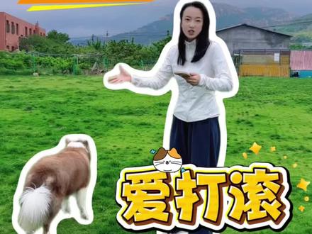 狗狗滚蚯蚓尸体💢‼️&解密版 #世界不能没有小狗狗 #狗狗滚蚯蚓