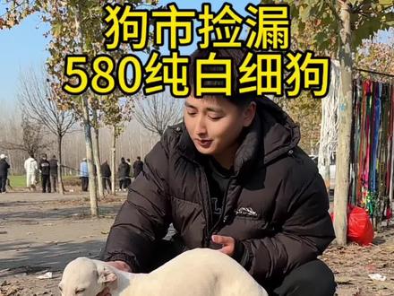 #萌宠推荐官 #狗市 #灵缇犬格力犬惠比特 #细狗 @抖音小助手