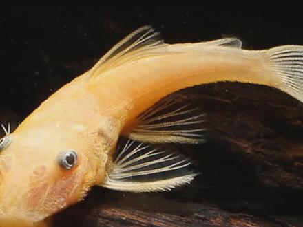 鱼缸的清道夫到底清理不清理垃圾?#锦鲤鱼池过滤 #庭院设计 #过滤系统 #轻松养鱼快乐养鱼