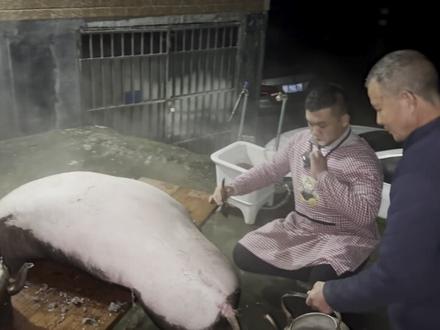 凌晨立春杀过年猪了,有大又黑还下着毛雨,大晚上能刮的干净吗 #农村风俗传统 #农村生活 #农村农活视频