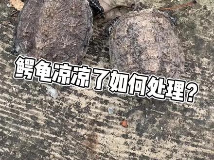 鳄龟生命力超强,不能养凉凉吧