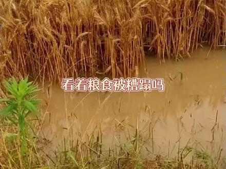 湖北麦田抢收 中国人民的凝聚力 看着粮食被糟蹋吗?抱歉这种事中国人做不到#湖北 #抢收 #暴雨 #万万没想到 #粮食