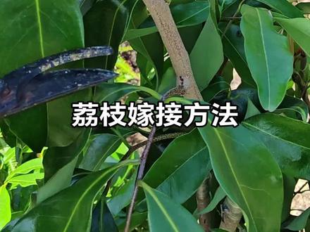 荔枝嫁接教程#创作灵感 #荔枝嫁接技术 #荔枝管理