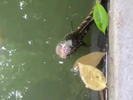 10月18日,四川成都,一条雷龙鱼因为打架导致头部溃烂变“无头鱼”,主人积极救治“烂肉掉了,还可以再生”,加油“鱼坚强”!