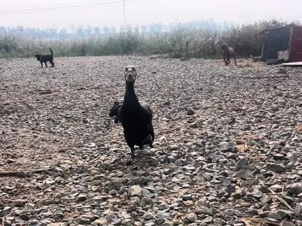 #三农 #水产人 小鸡吃黄豆🥰