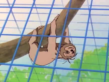 ##奇妙的动物 #树懒 原来这才是树懒“懒”的真相……